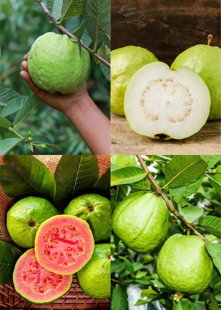 đ„Organikus rĂłzsaszĂn guava magok | đżGyors csĂrĂĄzĂĄsra elĆkĂ©szĂtve (99%-os csĂrĂĄzĂĄs)