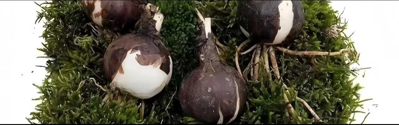 💕 Spełnij swoje życzenia: Cebulki Życzeń – Kwitnący cud dla każdego domu🌷