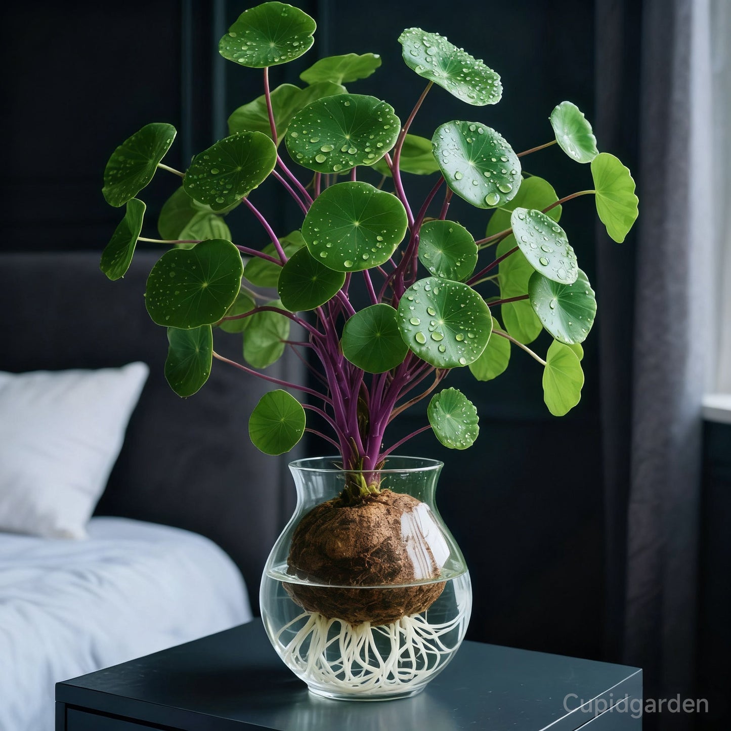 🎈🪴Vörös rattan Stephania Erecta: A legerősebb szobanövény lustáknak🌿