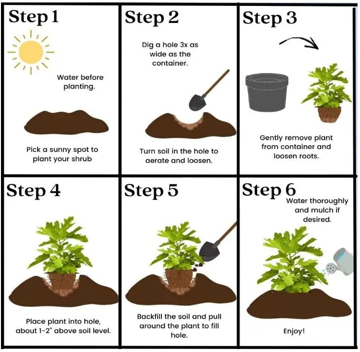 🌱Évelő cseresznye🌱Könnyen ültethető és bármilyen helyre tökéletes! | AZ AKCIÓ UTOLSÓ NAPJÁN - 25% KEDVEZMÉNY🔥