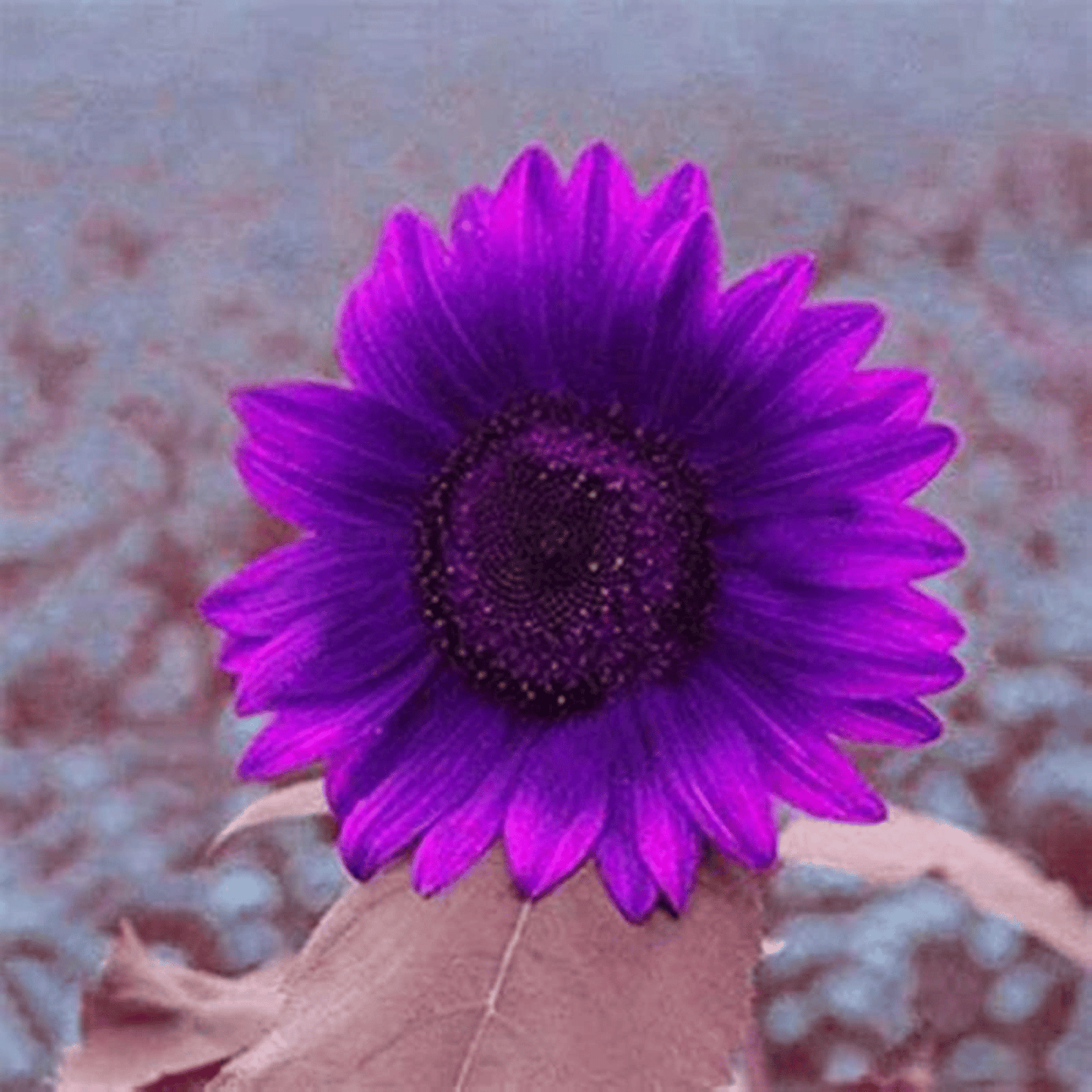 Utolsó 8000 mag💜 Midnight Sun óriás napraforgómagok 🌻 Ritka fajta és 2,4 méternél is magasabbra nő