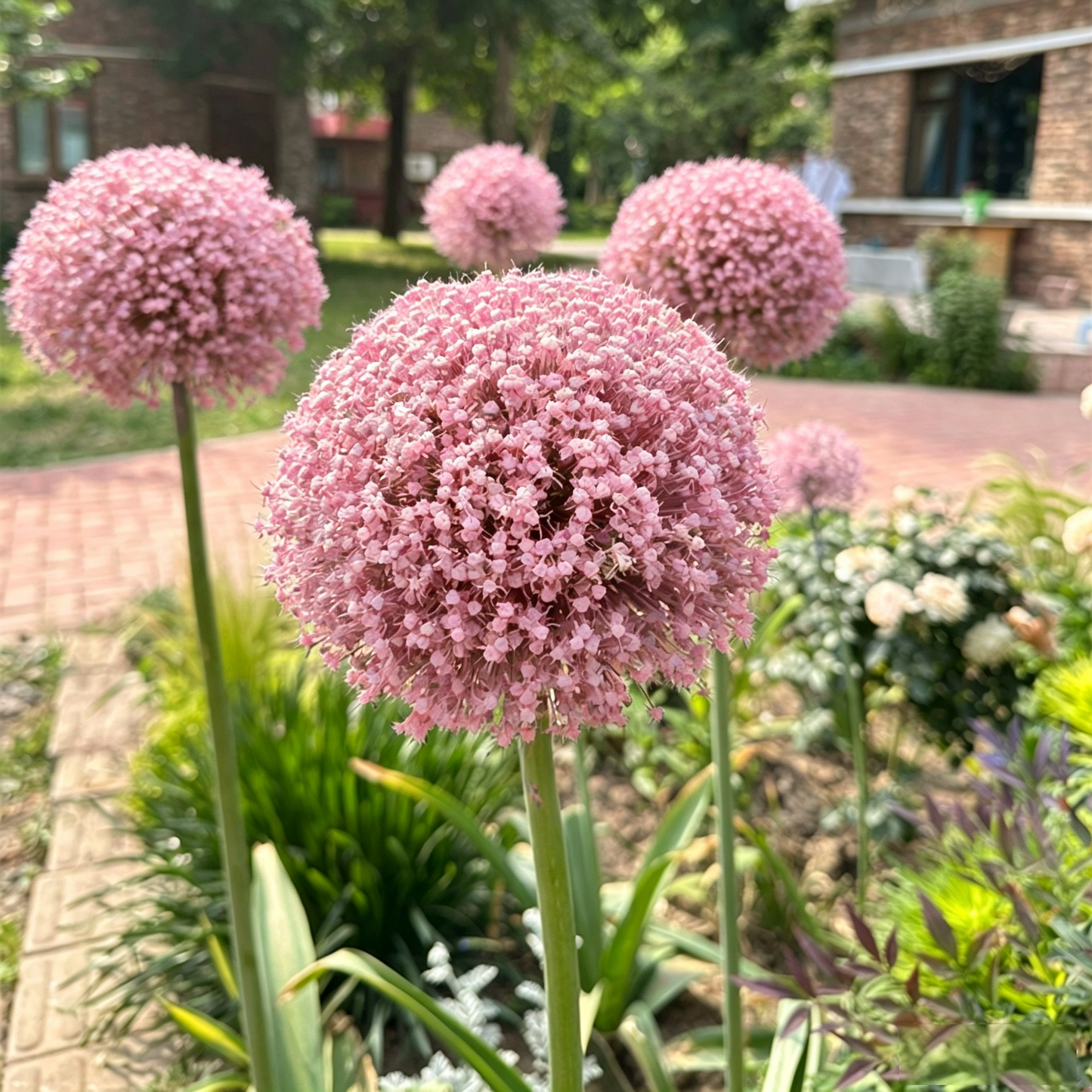 Allium Giganteum díszhagymavirág