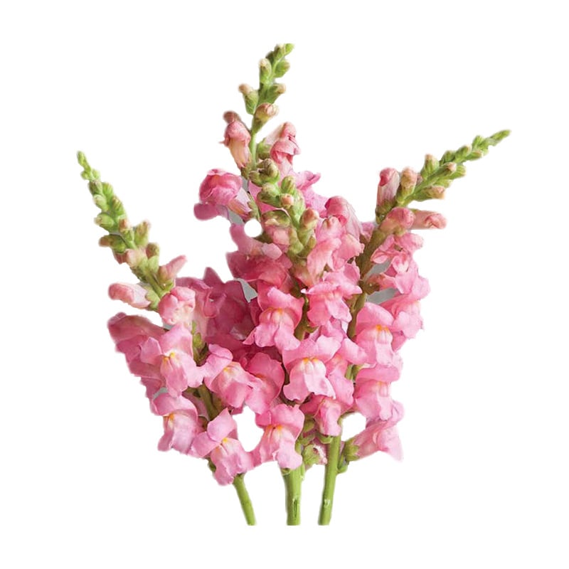Royal Garden Snapdragon Seeds – Kertészek választása magas, színes vágott virágaihoz 🌸