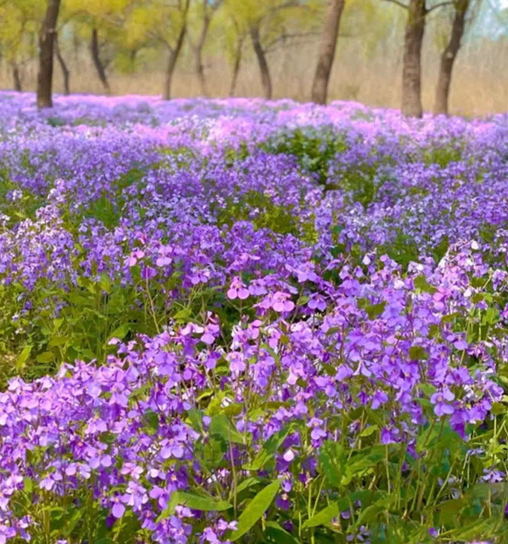 đFebruĂĄri orchidea magok | Infinity Purple Sea