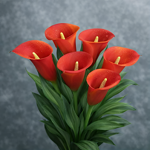 🌷Titokzatos Aurora kála