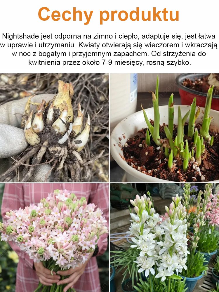 【Bardziej pachnący niż perfumy】Kwiaty tuberozy pachnące na tysiące mil,Kwitnie co roku