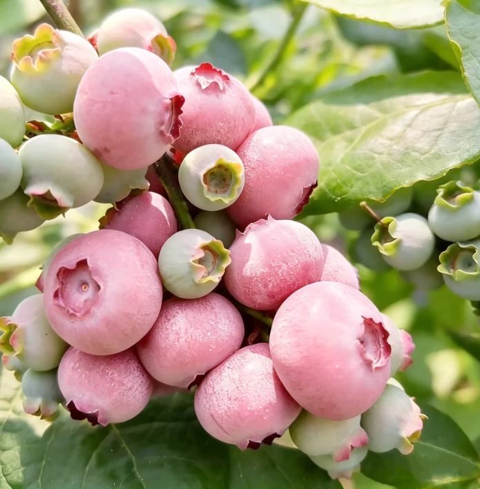 🍃 Heirloom Manor sorozat: 13 válogatott gyümölcsmagból álló készlet (nem GMO) 🌳 – Legnépszerűbb termék