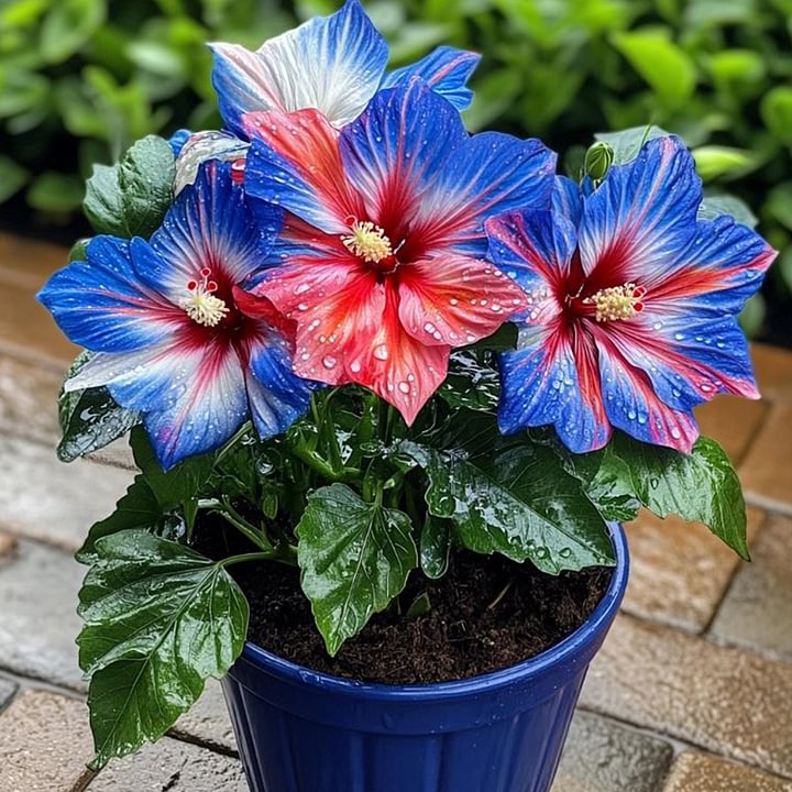 🔥 NAGY AKCIÓ - 50% KEDVEZMÉNY 🔥🌸 Dupla hibiszkusz magok - Könnyen termeszthető 🌸