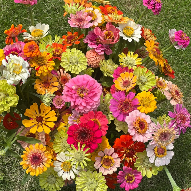 🌺Dupla cinnia magok vegyes színekben