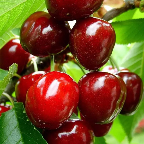 🌿Extra nagy Gomahali cseresznyemagok🍒