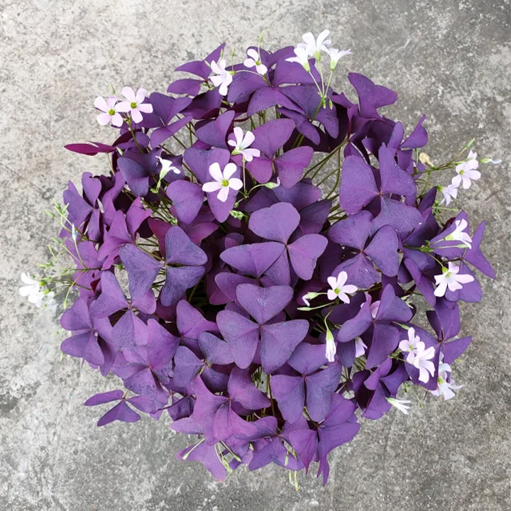 💜Lila szerencse sóska hagymák