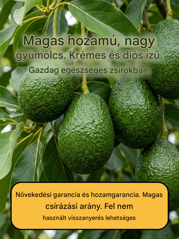 Mexikói avokádó palánta (első éves termés)