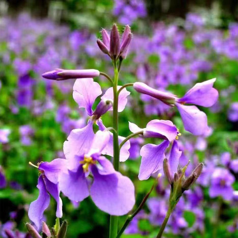 💜Februári orchidea magok | Infinity Purple Sea