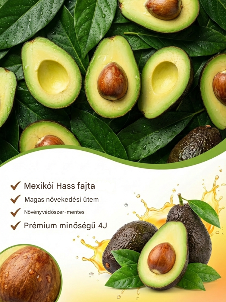 Mexikói avokádó palánta (első éves termés)