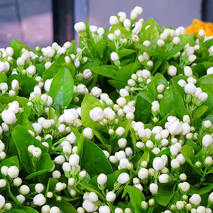 UTOLSÓ NAPOS AKCIÓ 35% KEDVEZMÉNY 🌸 Jázmin cserepes növény (🌱Túlélési garancia: Ingyenes pótlás🌿)