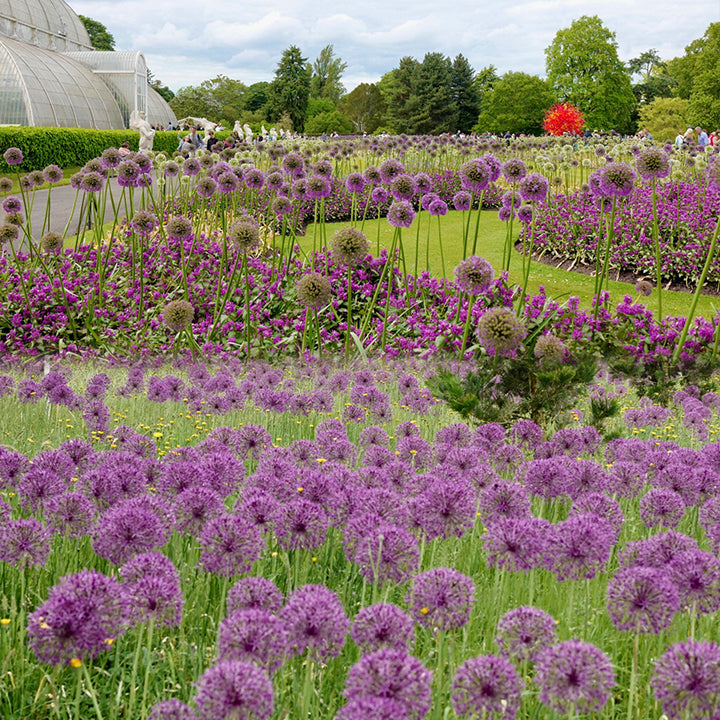 Allium Giganteum díszhagymavirág
