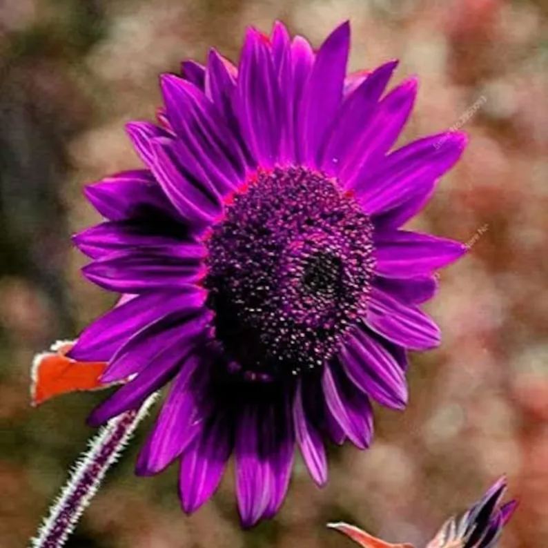 Utolsó 8000 mag💜 Midnight Sun óriás napraforgómagok 🌻 Ritka fajta és 2,4 méternél is magasabbra nő