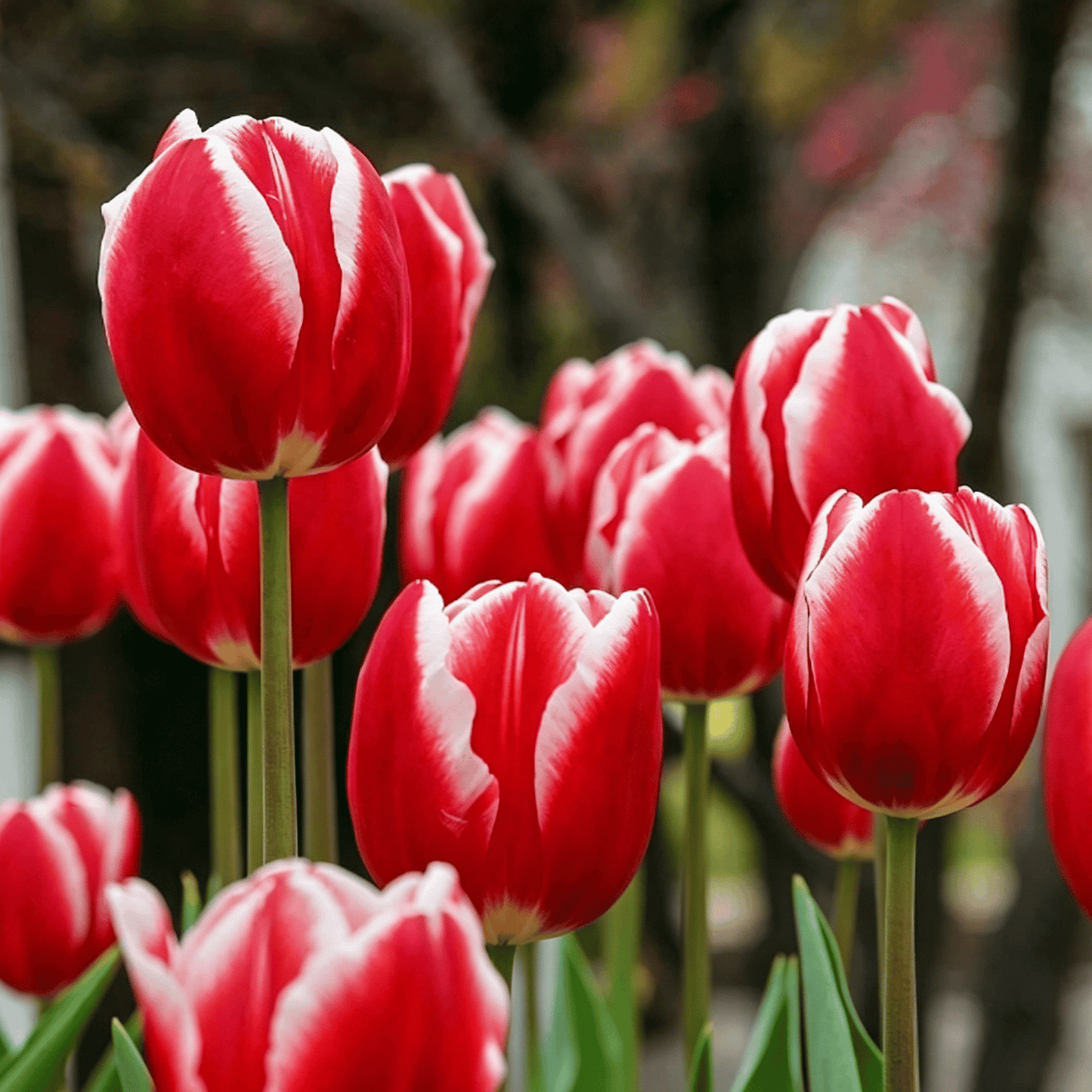 🌷Ritka tulipánmagok – Színes tavaszi virágok cserepekbe, szegélyekbe és kertekbe