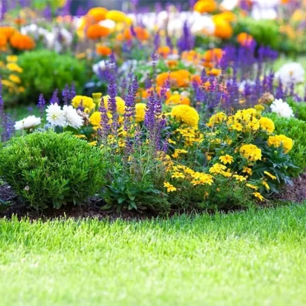 🌸 Egész évben virágzó kert – vess egyszer, és élvezd a színes virágok kavalkádját! 🦋🐝