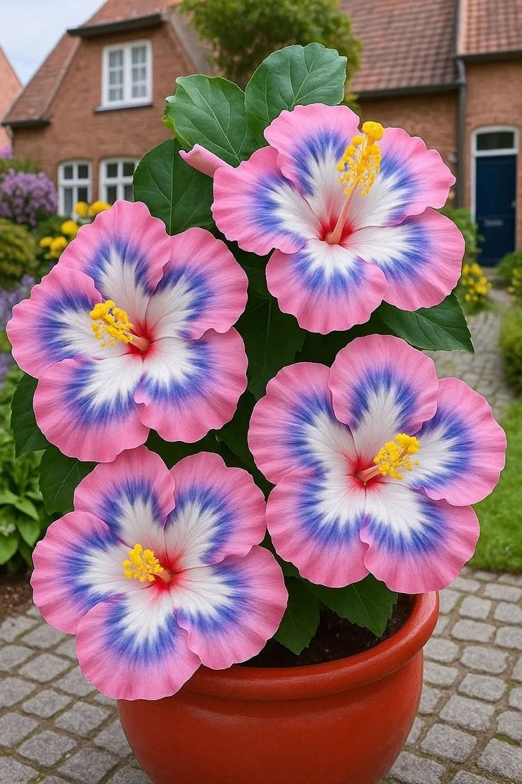 Ritka hibiszkusz hagymák – cserepes, erkély, téli ültetés