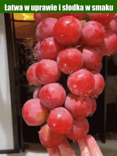 Ziarna winogron królowej Niny z naturalnym aromatem wina