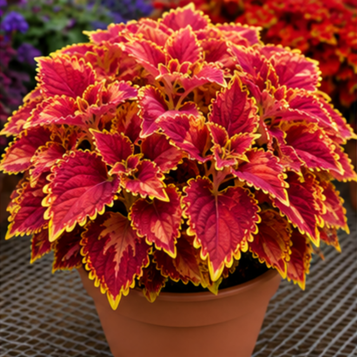 🌿Coleus hagymák🌷 – Töltsd meg kertedet színnel🌈