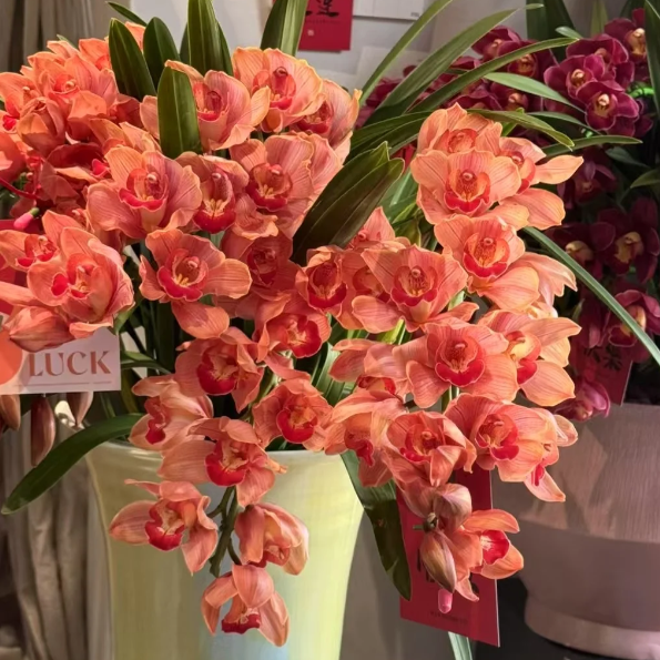 👑 Az orchideák királynője — Tartós Cymbidium hagymák