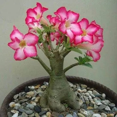 ✨Sivatagi rózsa🌹Hőálló✨