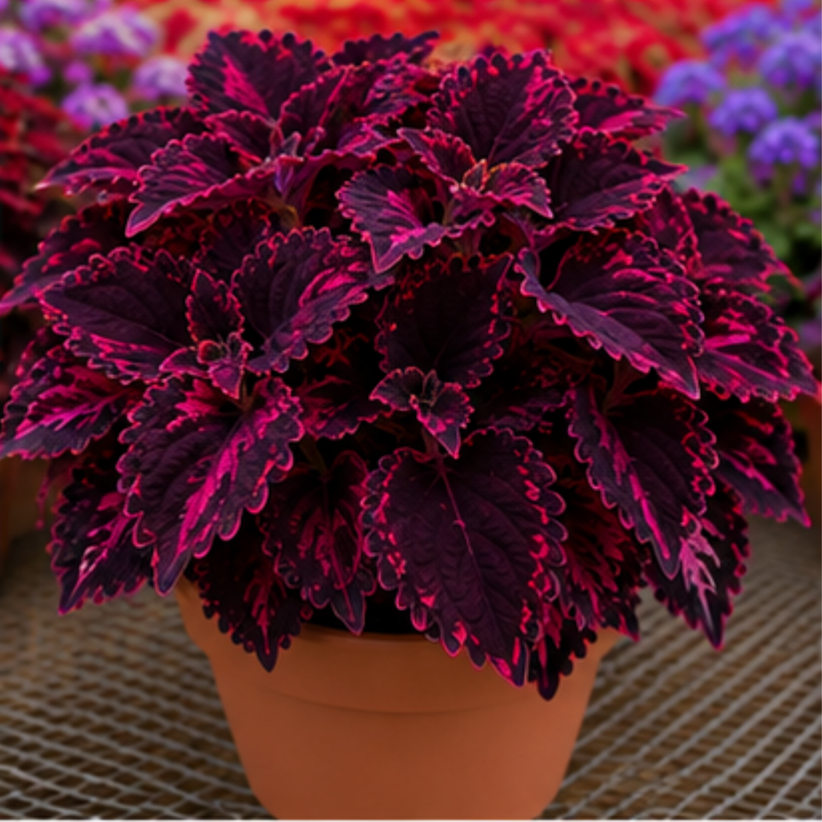 🌿Coleus hagymák🌷 – Töltsd meg kertedet színnel🌈