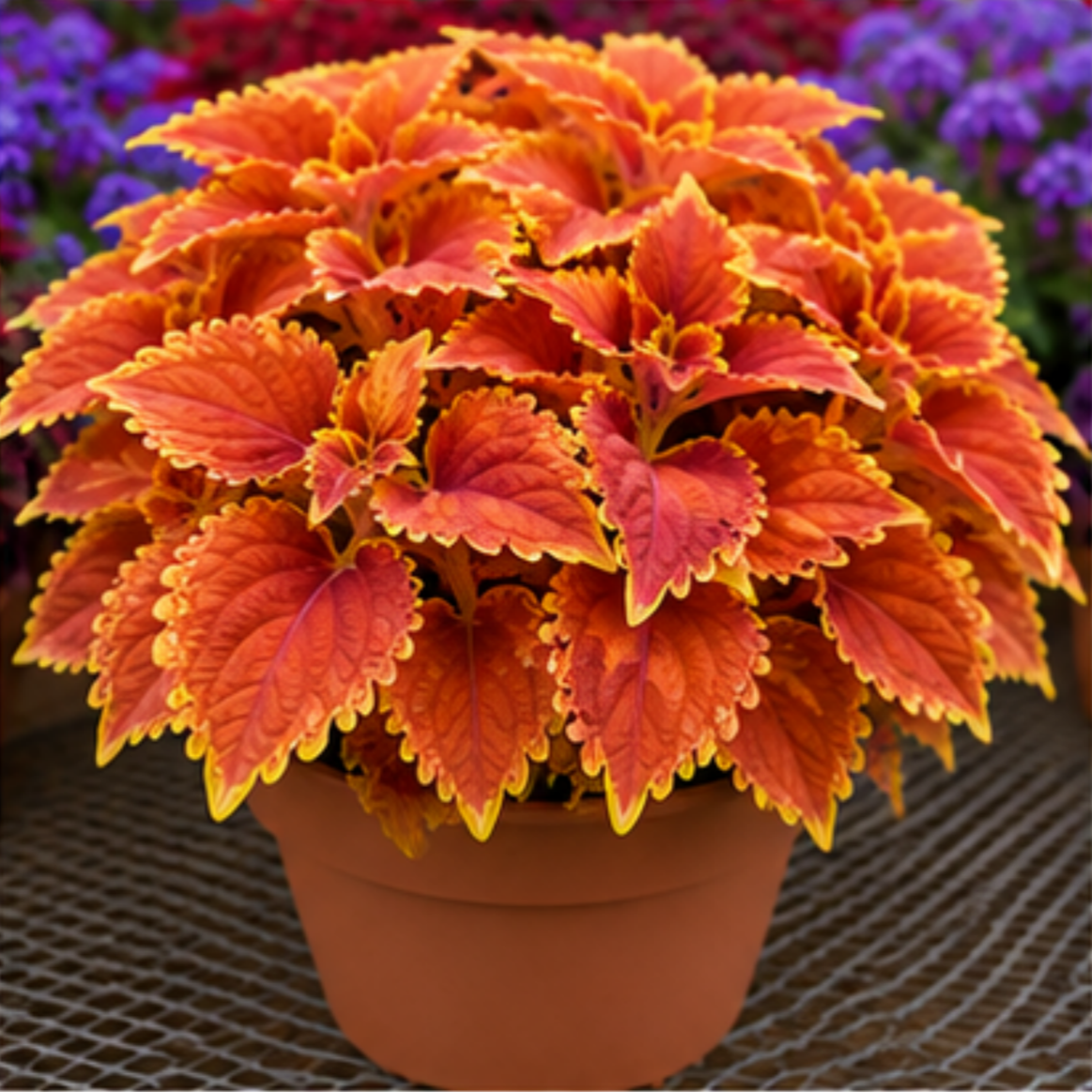 🌿Coleus hagymák🌷 – Töltsd meg kertedet színnel🌈