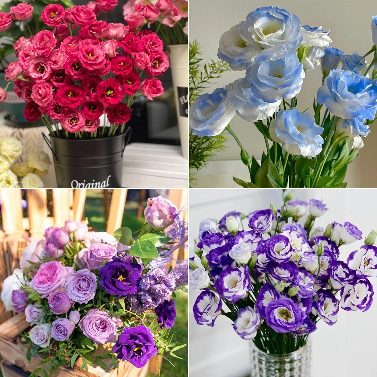 💐Lisianthus – Időtlen szépség, örök szerelem💫