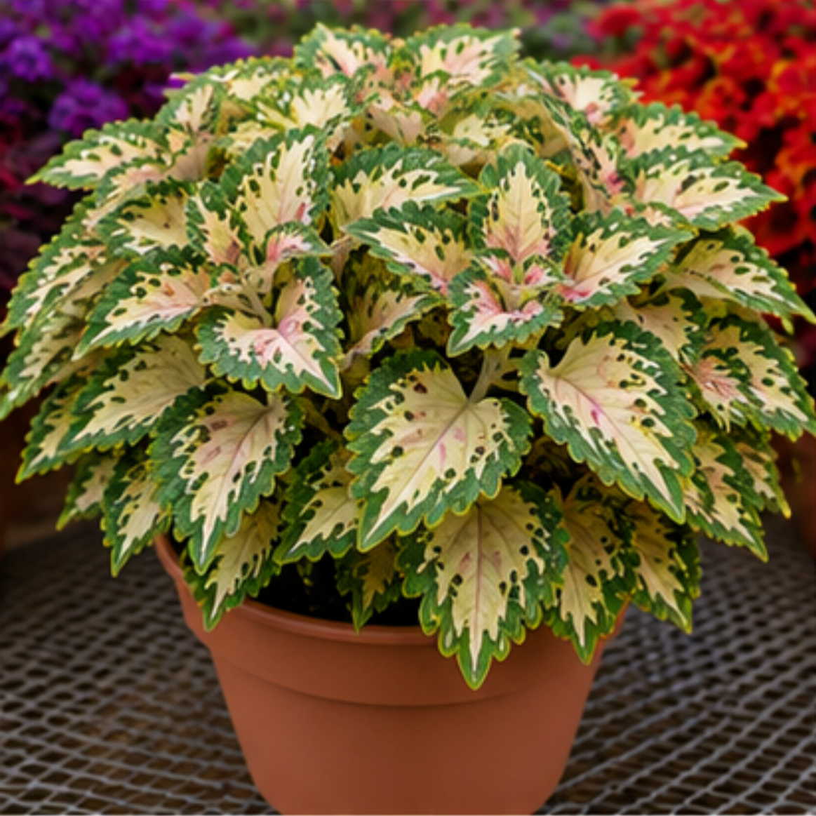 🌿Coleus hagymák🌷 – Töltsd meg kertedet színnel🌈