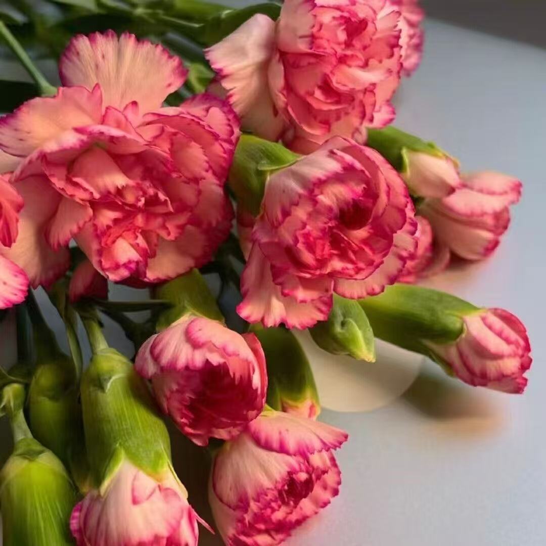 Illatos kerti báj – Termesszen klasszikus szegfűket, amelyek minden évszakban lenyűgözőek🌺