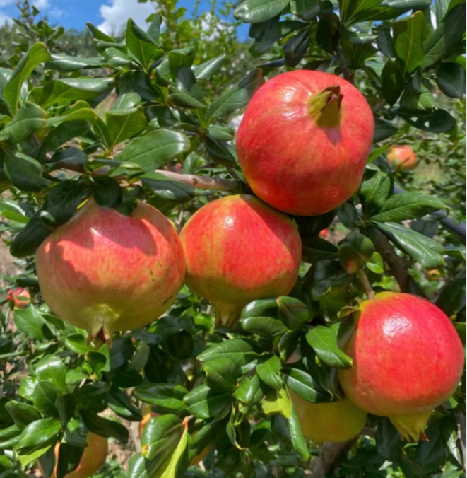 🍎 Gránátalmamagok – puha húsú, édes és lédús ízű
