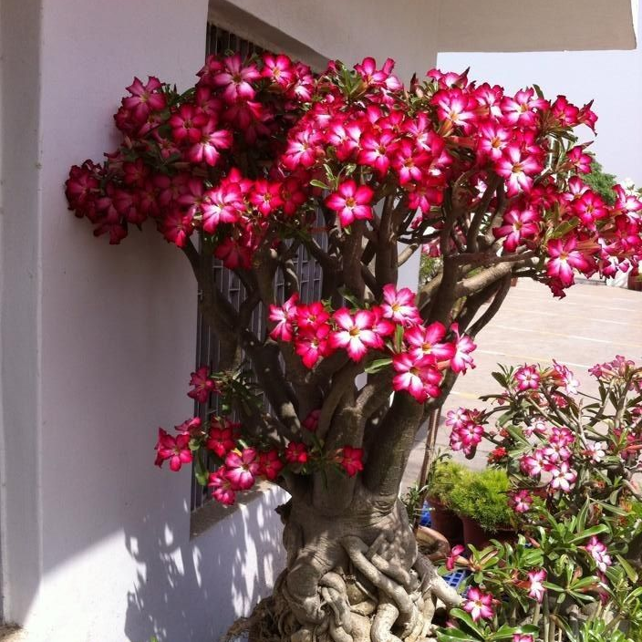 🎁Sivatagi rózsák hagymái🌵Nagyon könnyű gondozni! 🌸Adenium Obesum hagymák