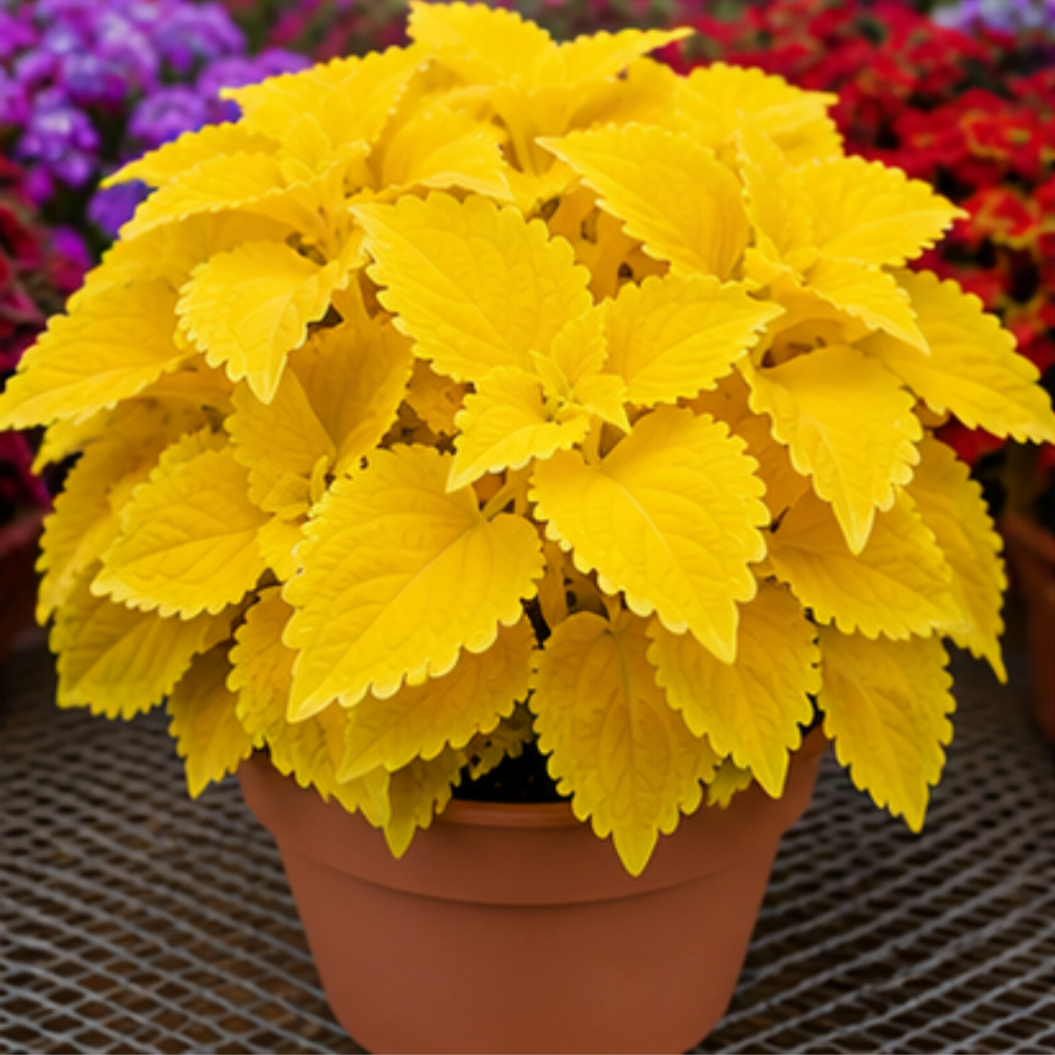 🌿Coleus hagymák🌷 – Töltsd meg kertedet színnel🌈