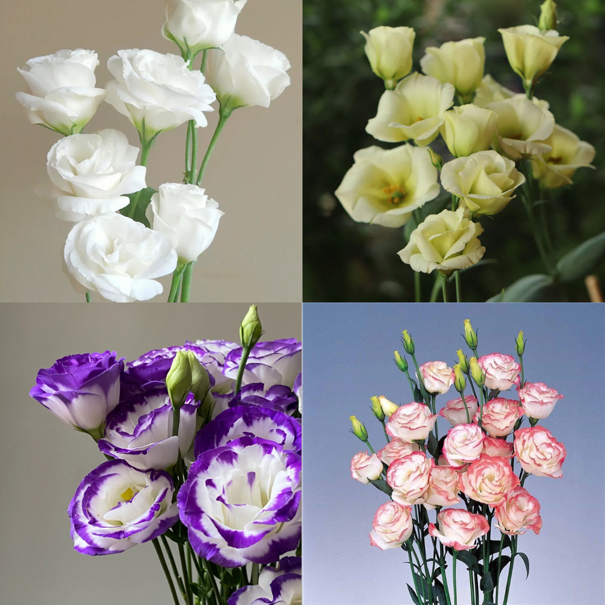 💐Lisianthus – Időtlen szépség, örök szerelem💫