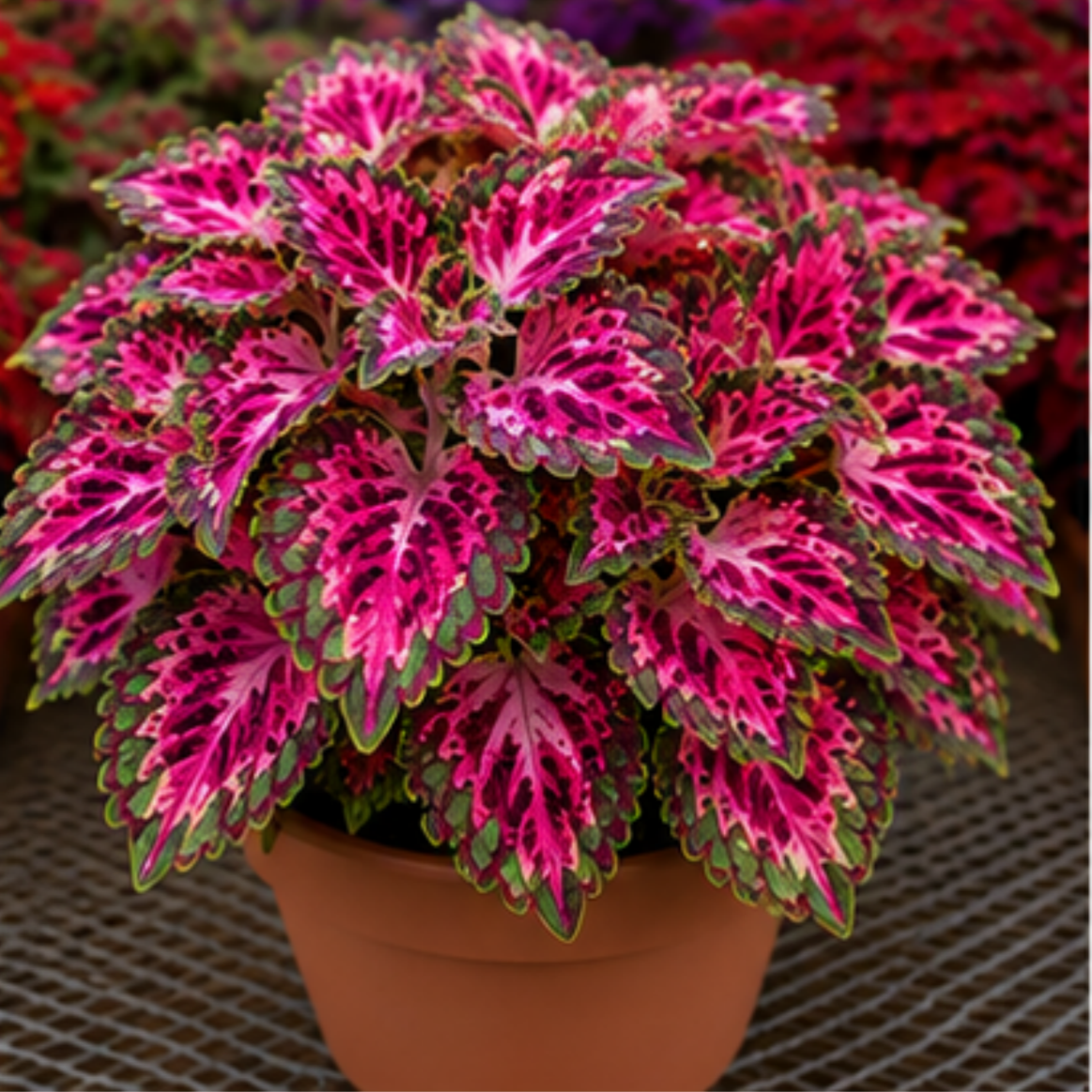🌿Coleus hagymák🌷 – Töltsd meg kertedet színnel🌈