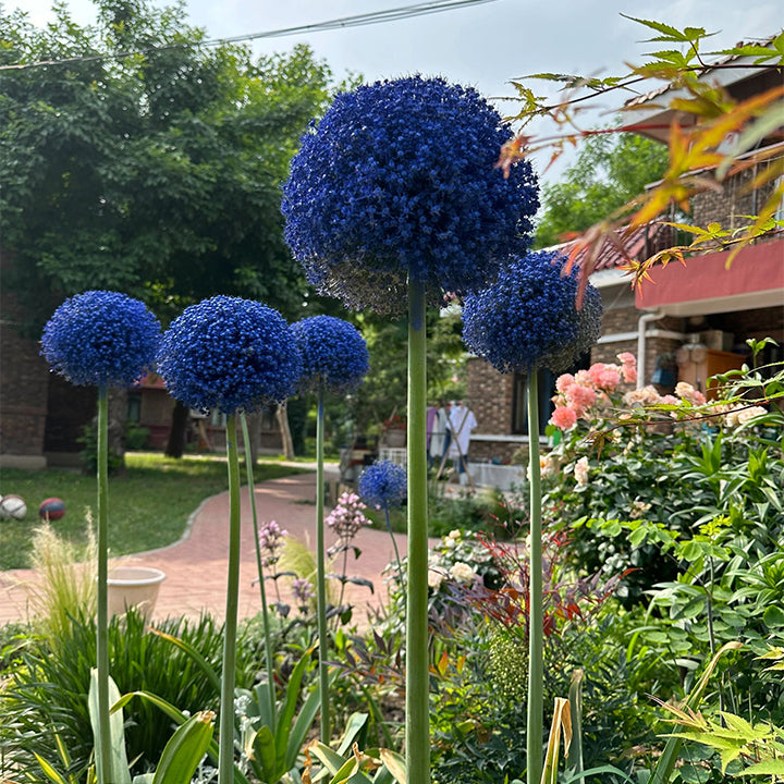 Allium Giganteum díszhagymavirág