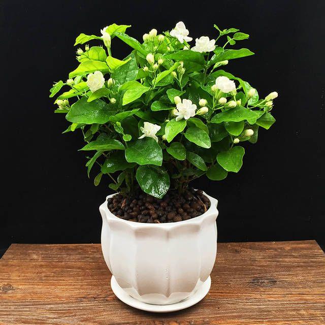 UTOLSÓ NAPOS AKCIÓ 35% KEDVEZMÉNY 🌸 Jázmin cserepes növény (🌱Túlélési garancia: Ingyenes pótlás🌿)