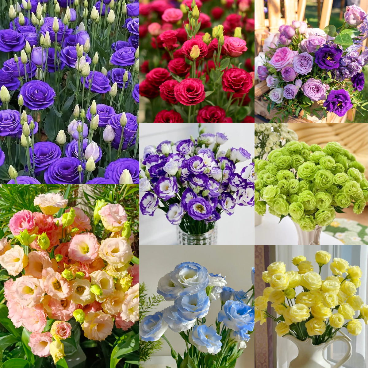 💐Lisianthus – Időtlen szépség, örök szerelem💫