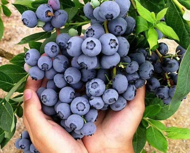 🫐Édes, magas érésésű északi áfonya, régi fajta, GMO-mentes, az USA-ban kapható!