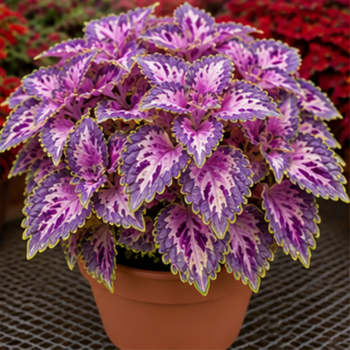 🌿Coleus hagymák🌷 – Töltsd meg kertedet színnel🌈