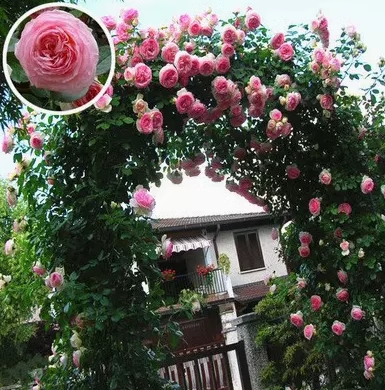 Futórózsa magok🌹