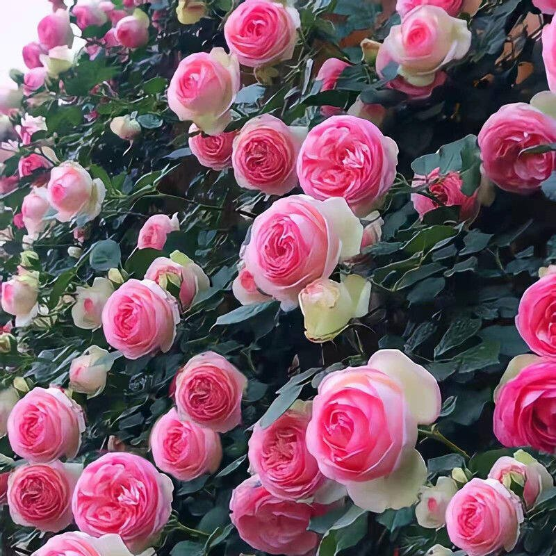 Futórózsa magok🌹