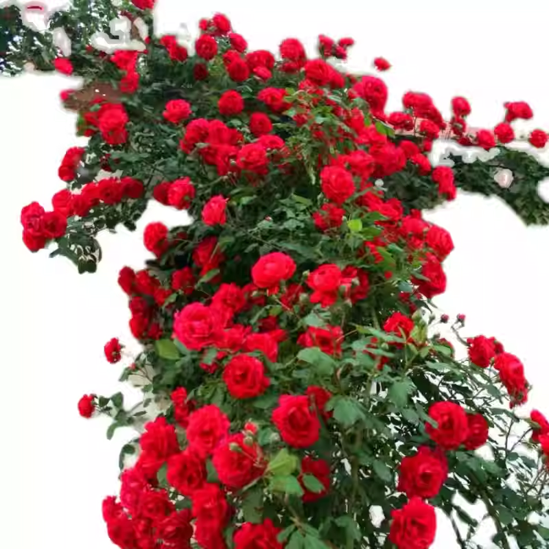 Futórózsa magok🌹