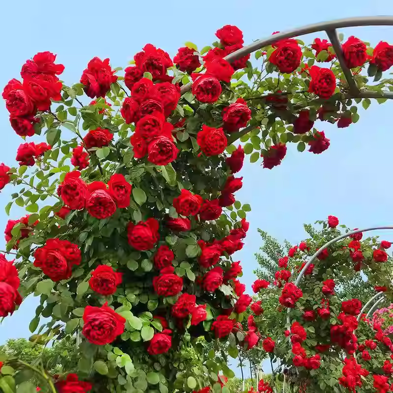 Futórózsa magok🌹