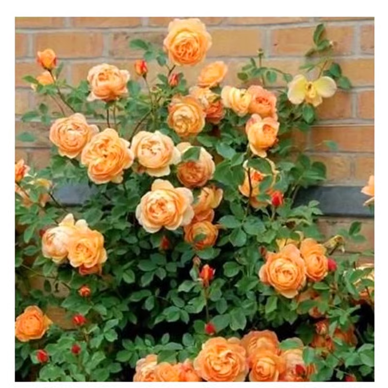 Futórózsa magok🌹