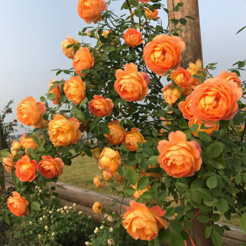Futórózsa magok🌹