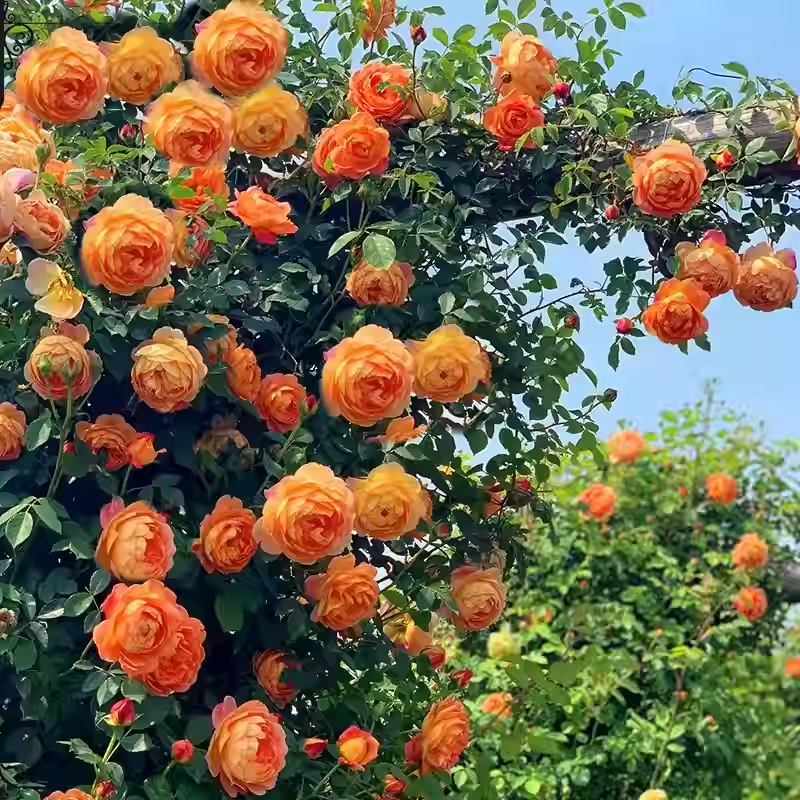Futórózsa magok🌹